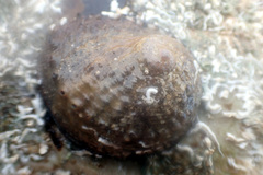 Haliotis cyclobates