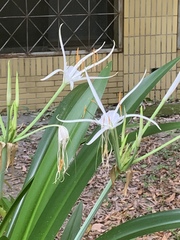 Hymenocallis speciosa