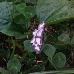 Lomaspilis marginata