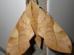 Clanis bilineata