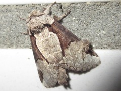 Wilemanus bidentatus