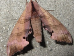 Marumba gaschkewitschii