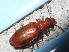 Parena cavipennis