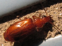Parena cavipennis