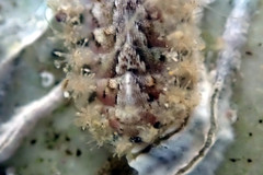 Acanthochitona bednalli