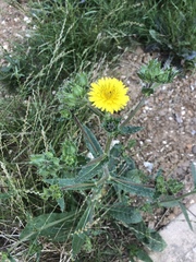 Helminthotheca echioides