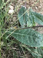 Helminthotheca echioides