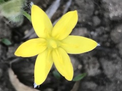 Hypoxis mexicana