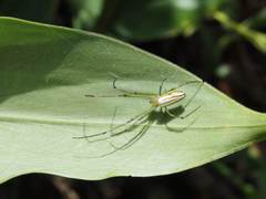 Leucauge celebesiana