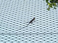 Diploderma swinhonis