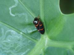Okiscarta