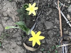 Hypoxis mexicana