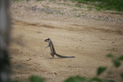 Funambulus pennantii