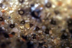 Synoicum sphinctorum