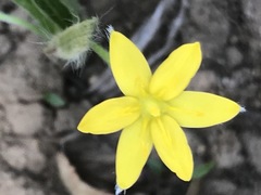 Hypoxis mexicana