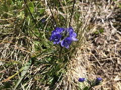 Veronica bellidioides