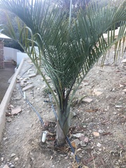 Dypsis decaryi