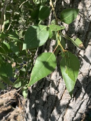 Populus × hinckleyana