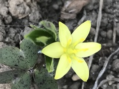 Hypoxis mexicana