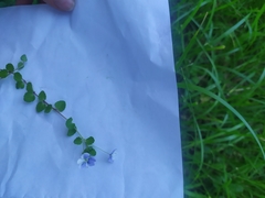 Veronica filiformis