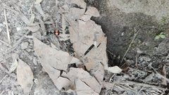 Hoplomutilla