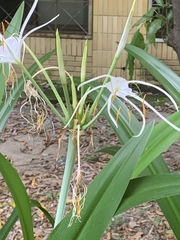 Hymenocallis speciosa