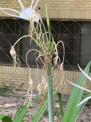 Hymenocallis speciosa