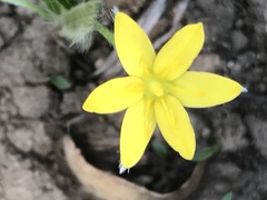 Hypoxis mexicana