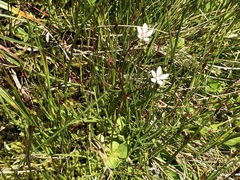 Micranthes stellaris