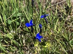 Gentiana bavarica bavarica