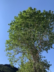 Populus × hinckleyana