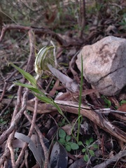 Pterostylis robusta