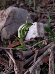 Pterostylis robusta