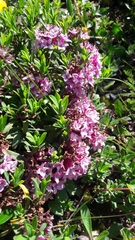 Daphne striata