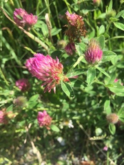 Trifolium pratense
