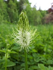 Phyteuma spicatum spicatum