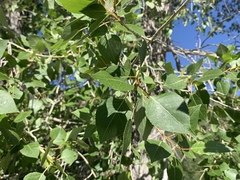 Populus × hinckleyana