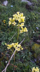 Biscutella laevigata