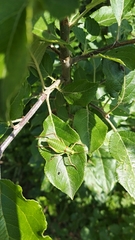 Ephippiger ephippiger