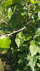 Ephippiger ephippiger