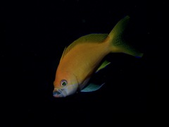 Pseudanthias pleurotaenia