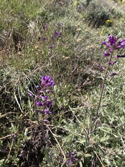 Boechera divaricarpa