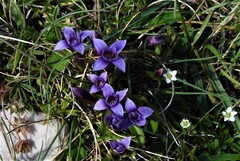 Gentianella columnae