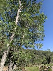 Populus × hinckleyana