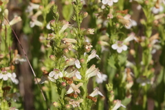 Penstemon deustus