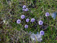 Globularia meridionalis