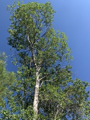 Populus × hinckleyana