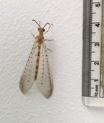 Gymnocnemia mirabilis