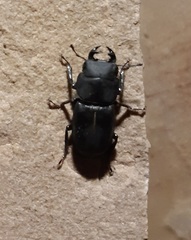 Dorcus parallelipipedus