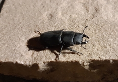 Dorcus parallelipipedus